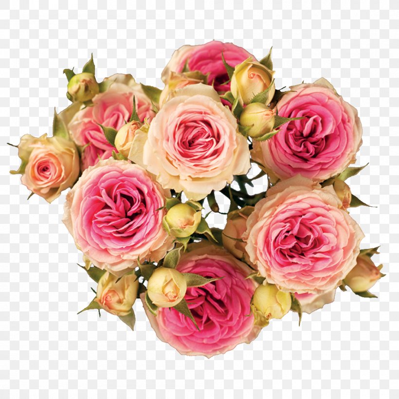 Garden Roses Cabbage Rose Cut Flowers Hybrid Tea Rose, PNG, 1000x1000px, Garden Roses, Artificial Flower, Cabbage Rose, Cut Flowers, David Ch Austin Download Free