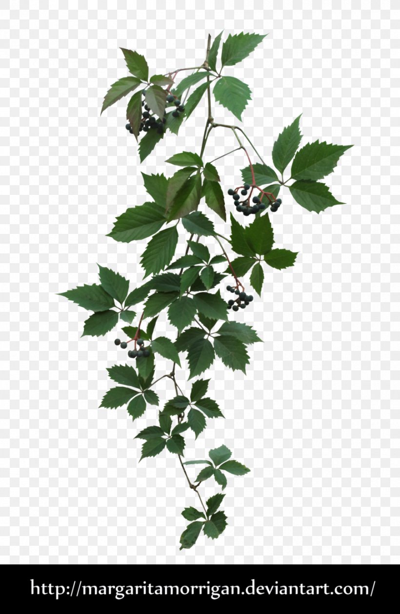 Parthenocissus Tricuspidata Virginia Creeper Plant, PNG, 900x1384px, Parthenocissus Tricuspidata, Branch, Deviantart, Flowering Plant, House Download Free