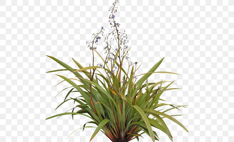 Tasmanian Flax-lily Flower Plants Shrub Grow Light, PNG, 500x500px, Tasmanian Flaxlily, Dianella Caerulea, Electric Light, Flax Lilies, Flower Download Free