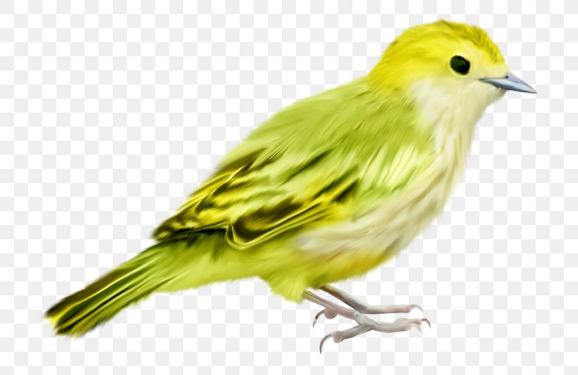 Bird Passerine Green, PNG, 800x533px, Bird, Animal, Beak, Birdcage, Canary Download Free
