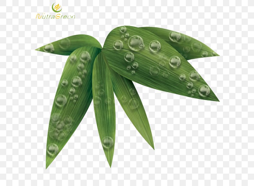 Leaf Bamboo, PNG, 600x600px, Leaf, Bamboo, Image File Formats, Image Resolution, Phyllostachys Edulis Download Free