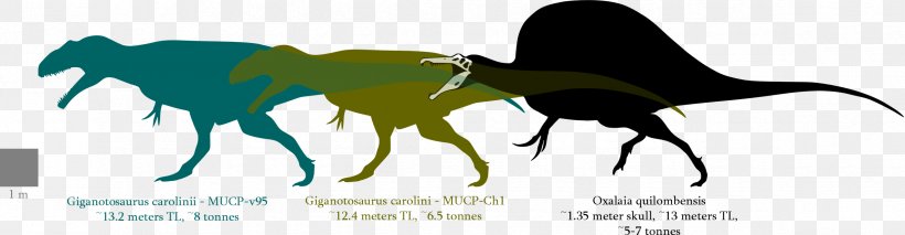 Spinosaurus Oxalaia Giganotosaurus Suchomimus Tyrannosaurus, PNG, 2370x618px, Spinosaurus, Argentinosaurus, Camel Like Mammal, Carcharodontosaurus, Carnivore Download Free