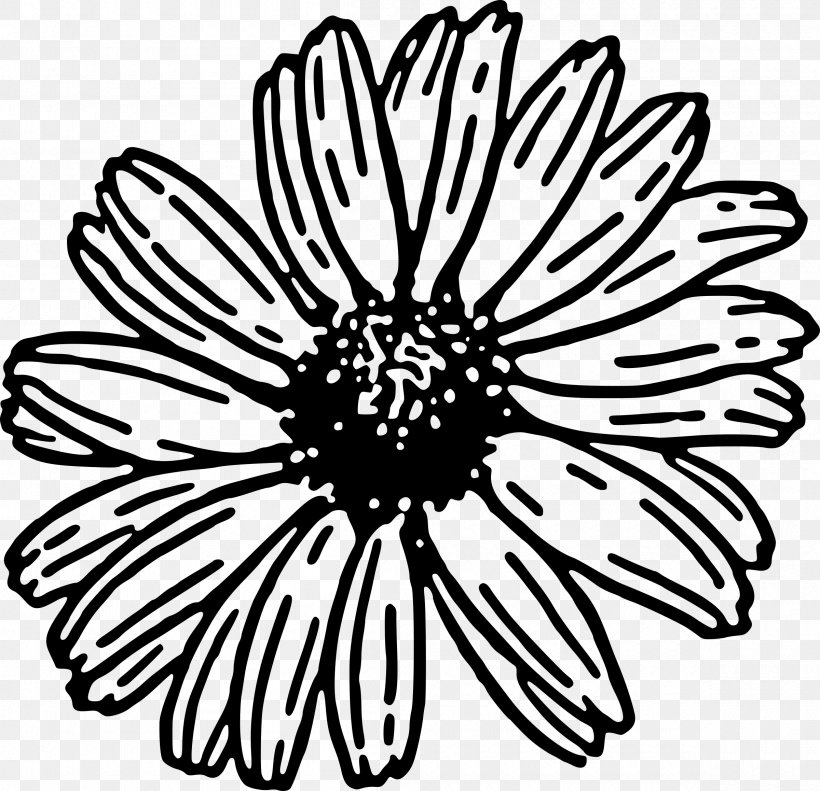 Transvaal Daisy Daisy Family Common Daisy Clip Art, PNG, 2400x2317px, Transvaal Daisy, Artwork, Black, Black And White, Can Stock Photo Download Free