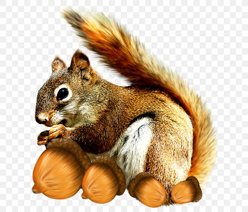 Tree Squirrels Conifer Cone Pine Rodent, PNG, 621x700px, Tree Squirrels, Chipmunk, Conifer Cone, Data, Data Compression Download Free