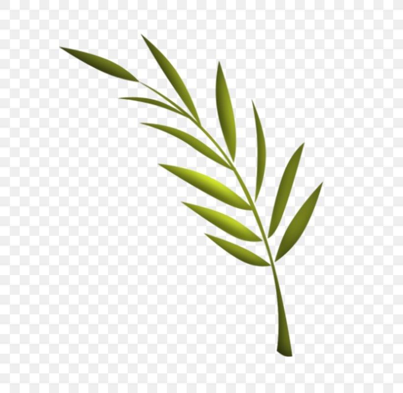 Leaf TinyPic Video Plant Stem, PNG, 640x800px, Leaf, Branch, Flower, Grass, Grass Family Download Free