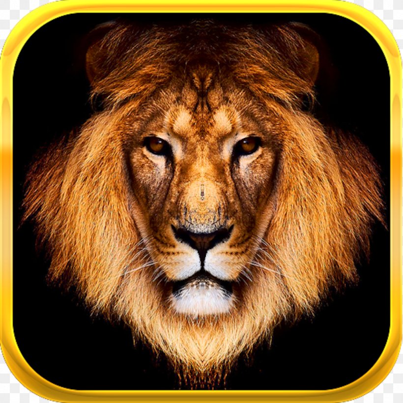 Lionhead Rabbit Felidae Clip Art, PNG, 1024x1024px, Lion, Animal, Big Cats, Carnivoran, Cat Like Mammal Download Free