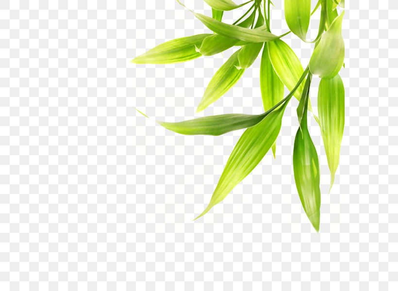 Stock Photography Royalty-free Bamboo Image, PNG, 600x600px, Stock Photography, Bamboo, Branch, Depositphotos, Grass Download Free