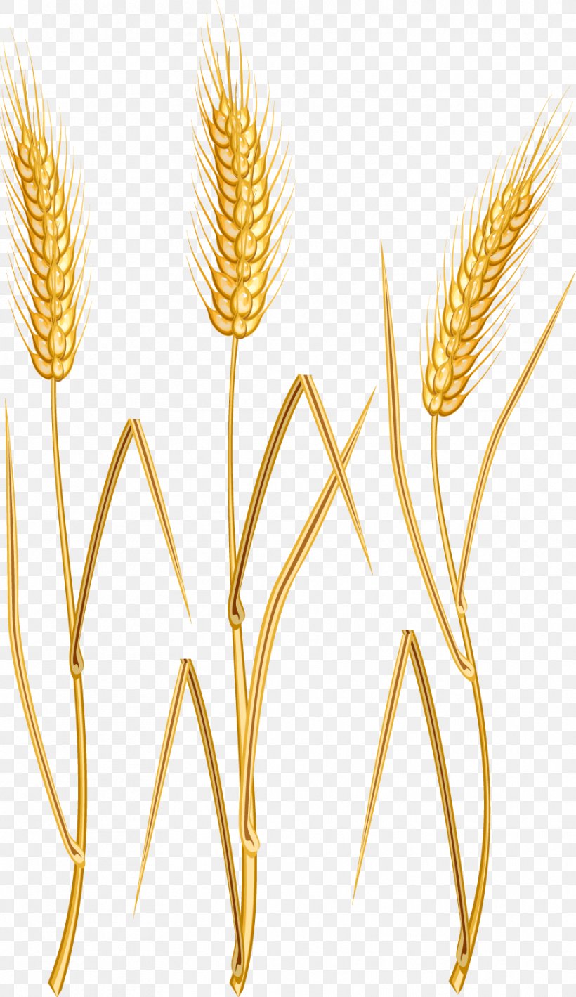 Wheat Oat Download Clip Art, PNG, 908x1572px, Wheat, Barley, Cereal, Cereal Germ, Commodity Download Free