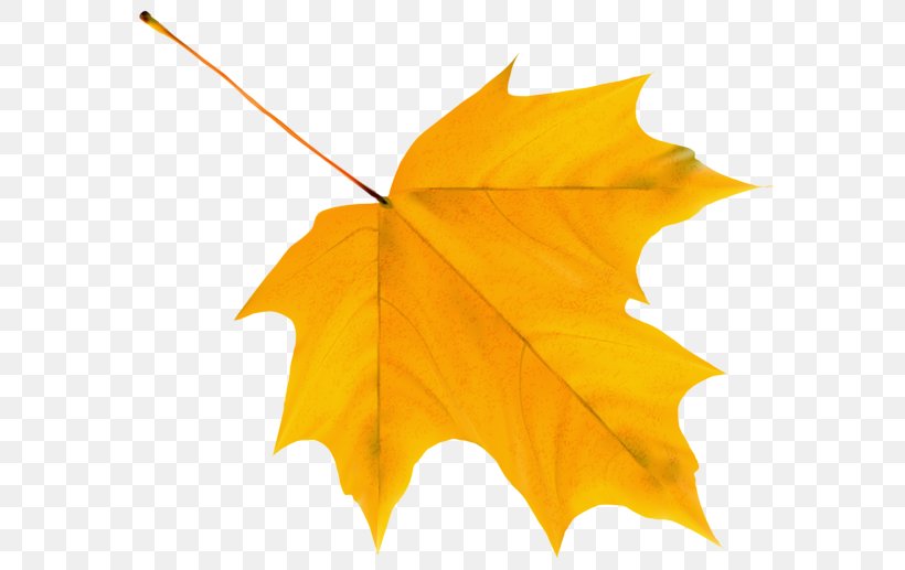 Autumn Leaf Color Clip Art, PNG, 600x517px, Autumn Leaf Color, Autumn, Color, Green, Leaf Download Free