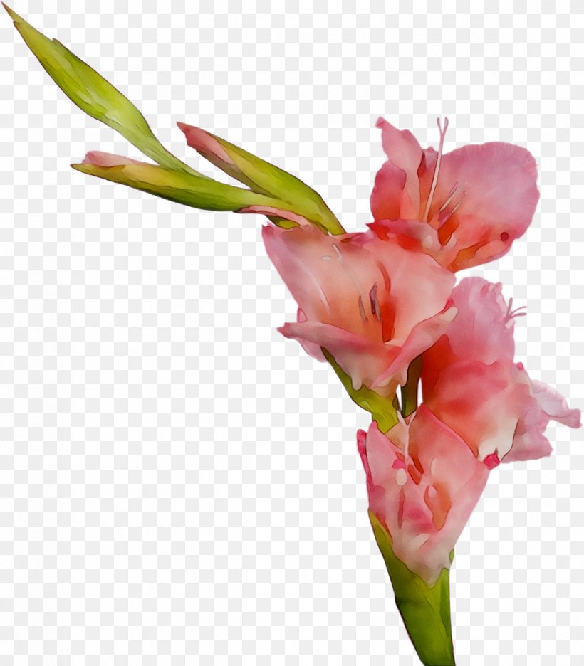 Gladiolus Cut Flowers Plant Stem Bud Canna, PNG, 1187x1355px, Gladiolus, Botany, Bud, Canna, Cut Flowers Download Free