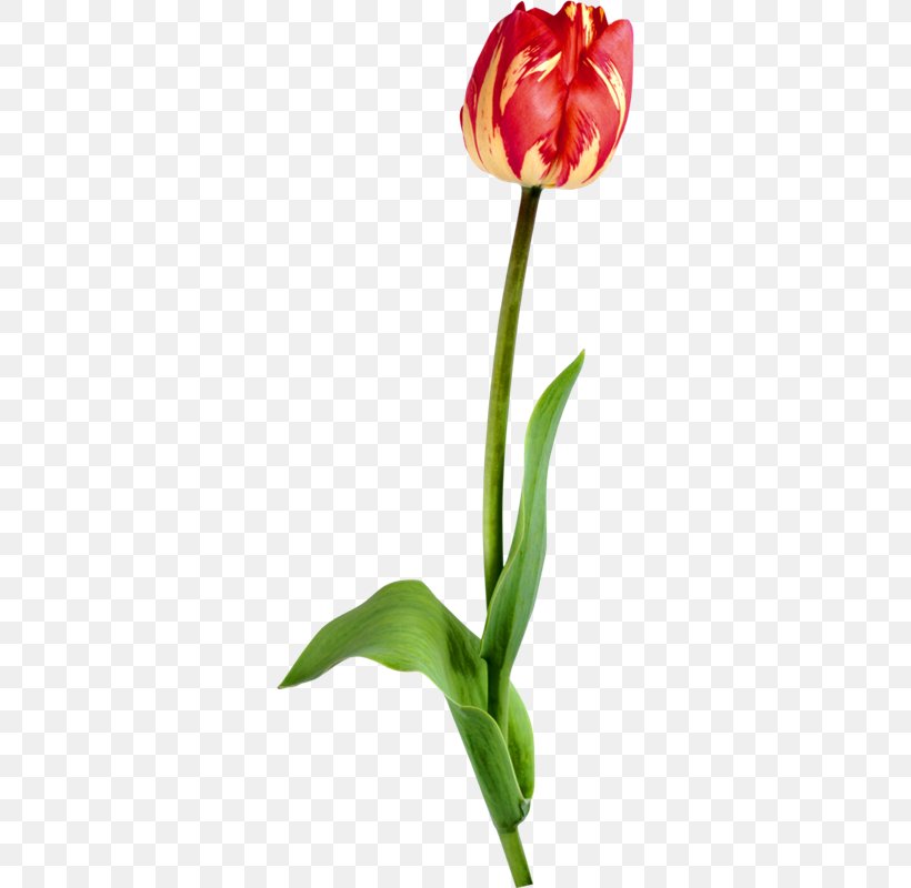 Tulip Image Vector Graphics Drawing, PNG, 322x800px, Tulip, Animation, Bud, Cut Flowers, Drawing Download Free