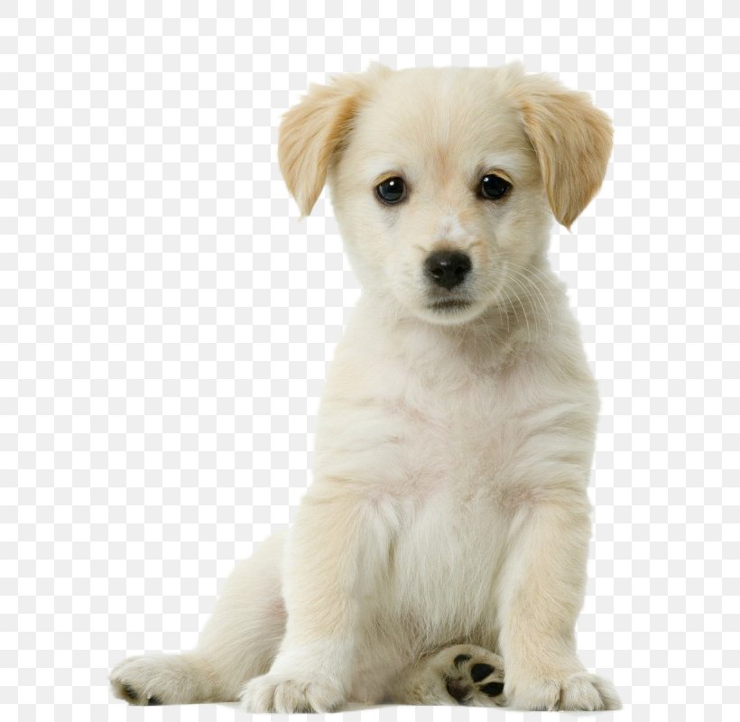 Labrador Retriever Siberian Husky Pug Puppy Cat, PNG, 647x800px, Labrador Retriever, Carnivoran, Cat, Chew Toy, Collar Download Free