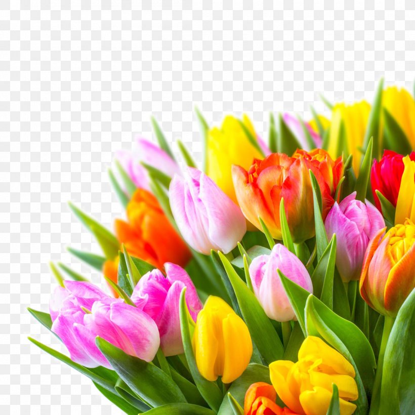 Netherlands Tulip Flower, PNG, 1100x1100px, Netherlands, Cut Flowers, Designer, Floral Design, Floristry Download Free