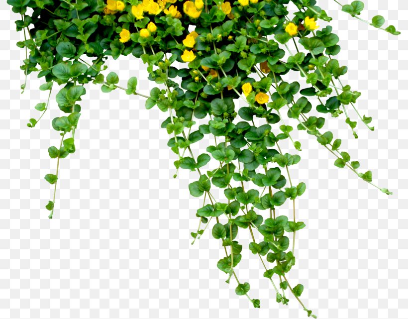 Plant Download Clip Art, PNG, 793x641px, Plant, Branch, Flower, Grass, Houseplant Download Free