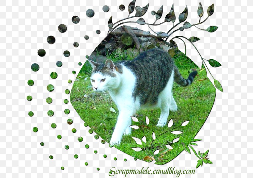Aegean Cat European Shorthair Manx Cat American Wirehair Whiskers, PNG, 650x577px, Aegean Cat, American Wirehair, Bisacodyl, Carnivore, Cat Download Free