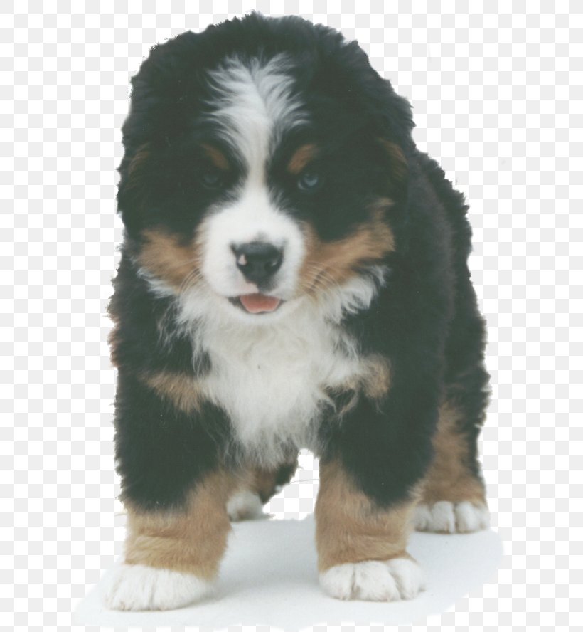 Bernese Mountain Dog Greater Swiss Mountain Dog Miniature American Shepherd Australian Shepherd Dog Breed, PNG, 640x888px, Bernese Mountain Dog, Australian Shepherd, Breed, Breed Group Dog, Breeder Download Free