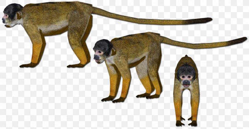 Cercopithecidae Old World Monkey Wildlife Tail, PNG, 1024x532px, Cercopithecidae, Animal, Animal Figure, Fauna, Mammal Download Free