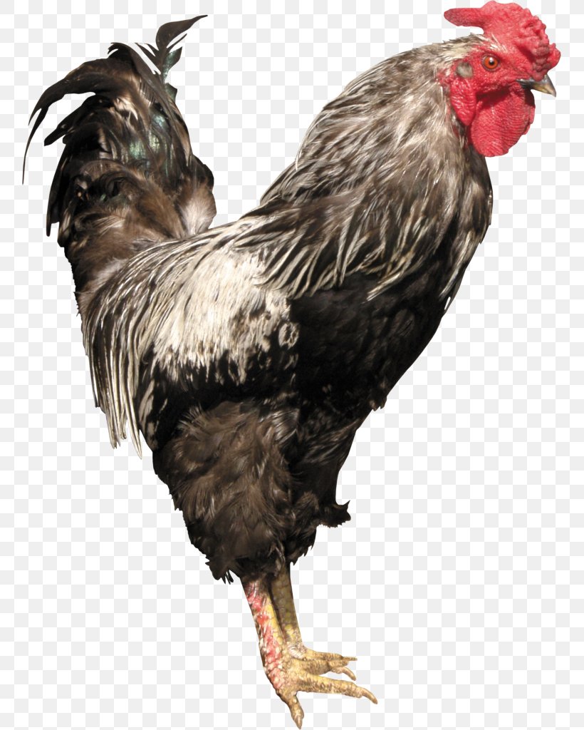 Chicken Rooster Broiler Livestock, PNG, 757x1024px, Chicken, Animal, Beak, Bird, Breed Download Free