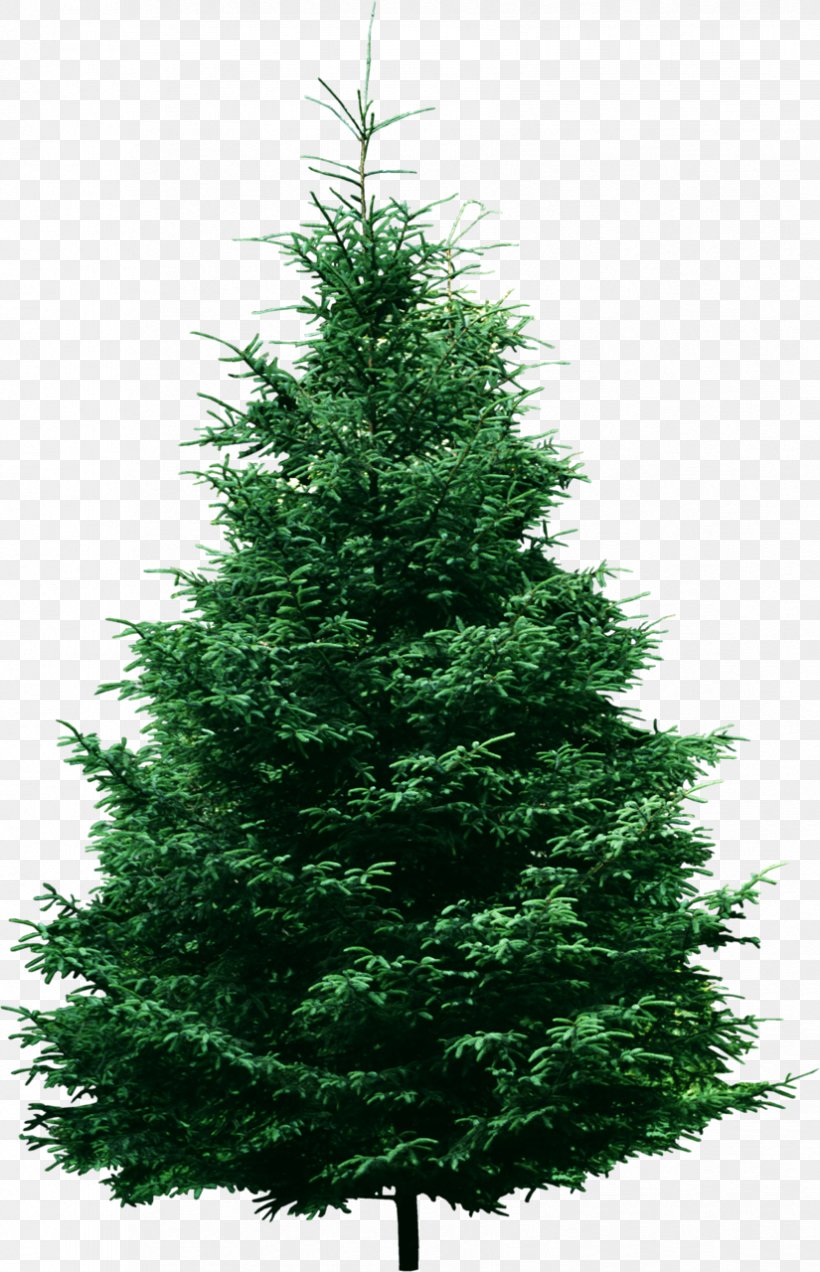 Fraser Fir Pine Tree Clip Art, PNG, 825x1280px, Fraser Fir, Balsam Fir, Biome, Christmas Decoration, Christmas Ornament Download Free