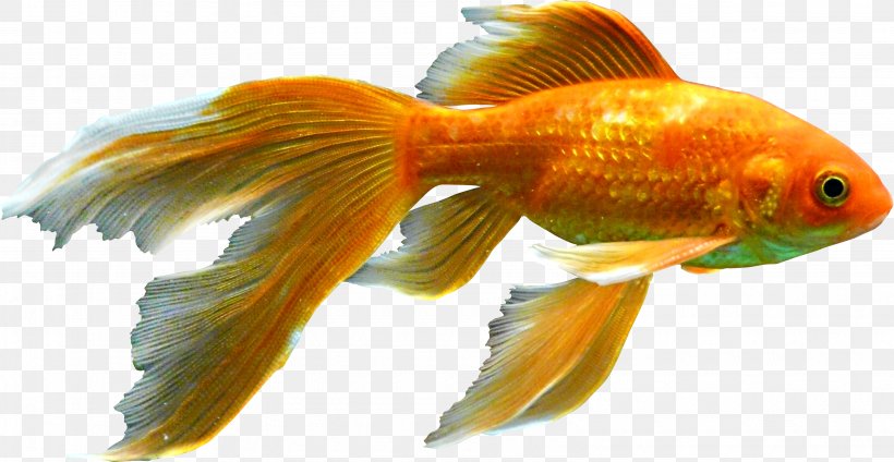 Goldfish Aquarium Clip Art, PNG, 3185x1648px, Goldfish, Aquarium, Bony Fish, Cdr, Fauna Download Free