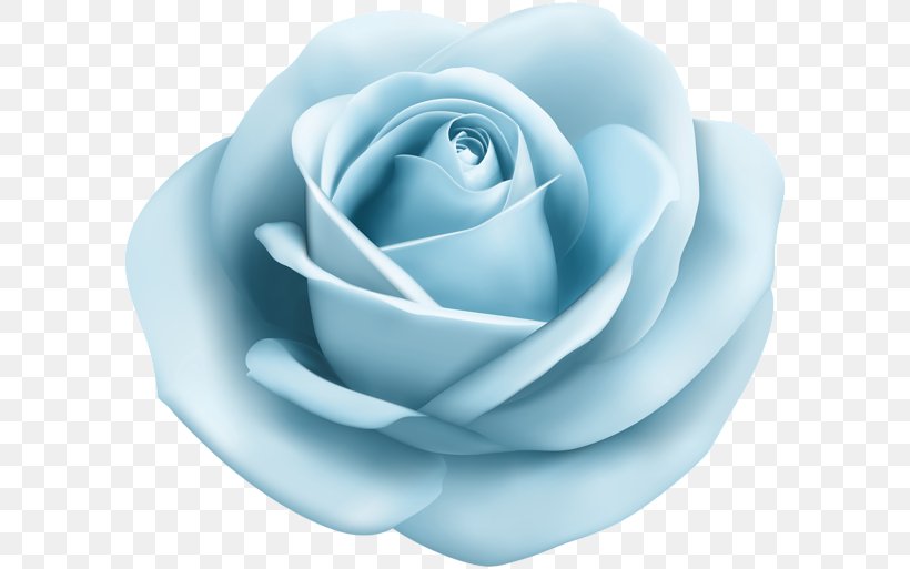 Blue Rose Centifolia Roses Garden Roses Clip Art, PNG, 600x513px, Blue Rose, Blue, Centifolia Roses, Color, Cut Flowers Download Free