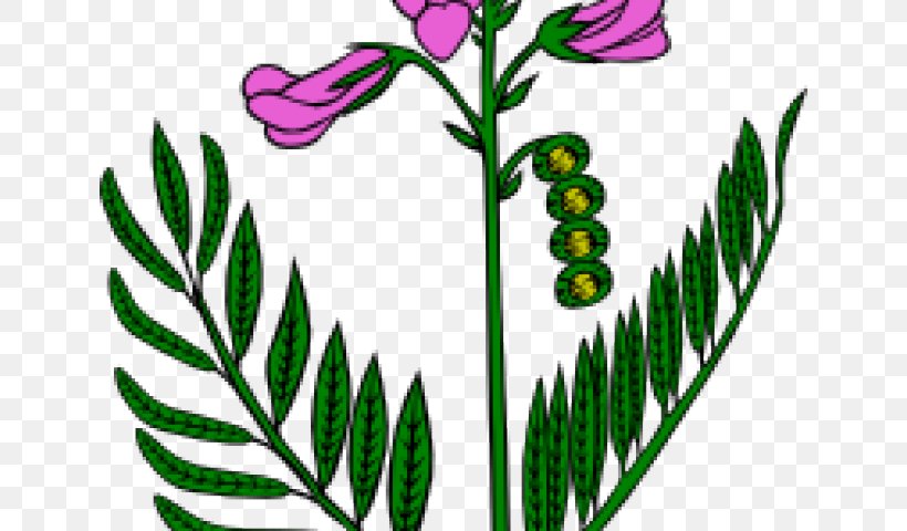 Clip Art Vector Graphics Snapdragons Illustration, PNG, 640x480px, Snapdragons, Botany, Drawing, Flower, Flowering Plant Download Free
