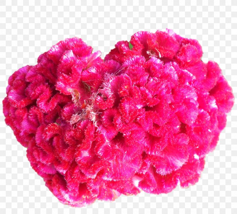 Cut Flowers Pink M Wool Petal, PNG, 1021x922px, Cut Flowers, Amaranth Family, Annual Plant, Flower, Magenta Download Free