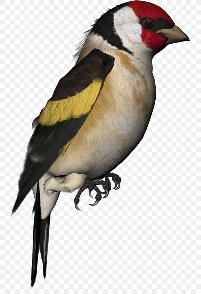 Finch Bird Atlantic Canary Parrot Domestic Pigeon, PNG, 733x1200px, Finch, Animal, Atlantic Canary, Beak, Bird Download Free
