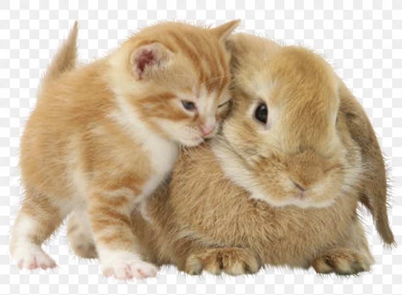Kitten Puppy Cat Domestic Rabbit Dog, PNG, 863x634px, Kitten, Animal, Blanc De Hotot, Bunnies Love, Carnivoran Download Free