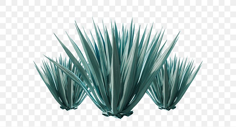 Stock Photography Agave Utahensis Plant, PNG, 600x441px, Stock Photography, Agave, Agave Azul, Agave Nectar, Depositphotos Download Free