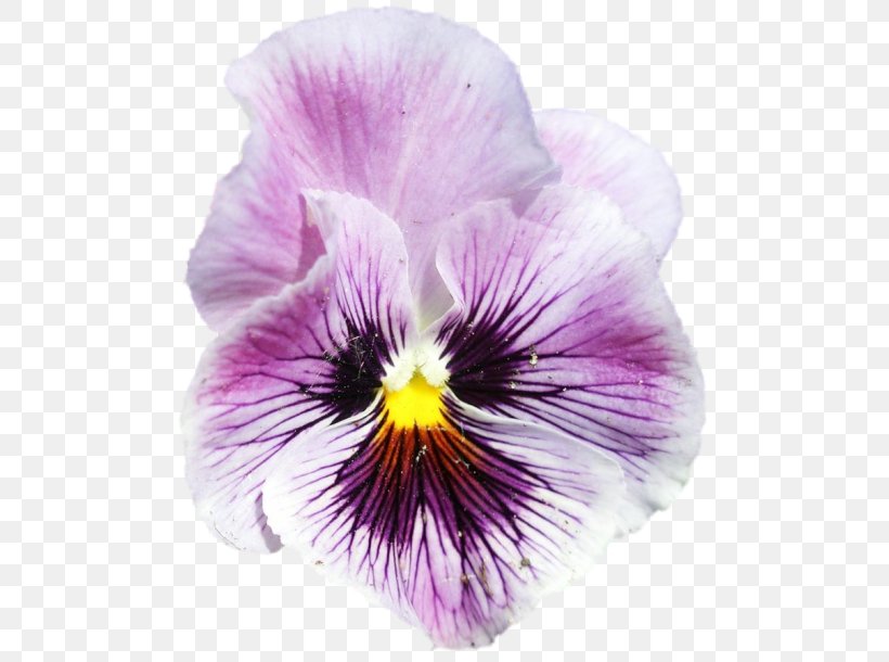 Pansy Violet, PNG, 500x610px, Pansy, Flower, Flowering Plant, Petal, Plant Download Free