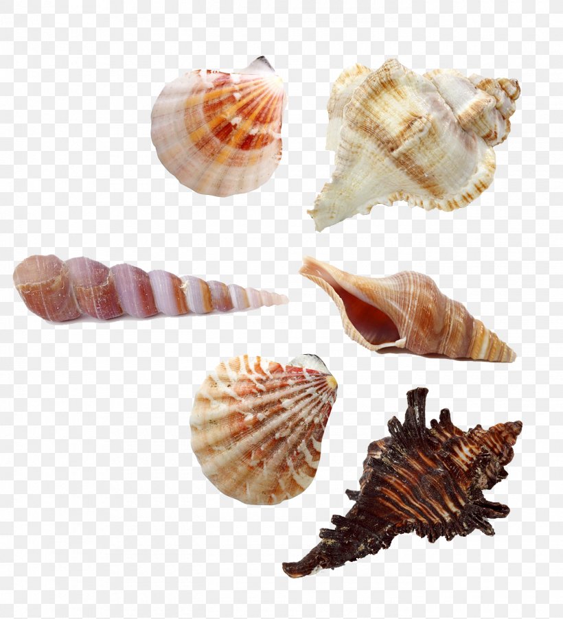 Seashell Stock Photography Sand Starfish Stock.xchng, PNG, 1400x1540px, Seashell, Beach, Clams Oysters Mussels And Scallops, Cockle, Conch Download Free