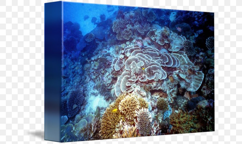 Stony Corals Coral Reef Fish Marine Biology Underwater, PNG, 650x489px, Stony Corals, Biology, Computer, Coral, Coral Reef Download Free