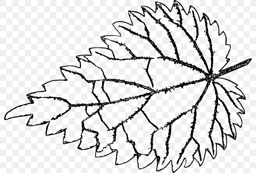 Twig Common Nettle Line Art Leaf Drawing, PNG, 794x555px, Twig, Area, Artwork, Black And White, Branch Download Free