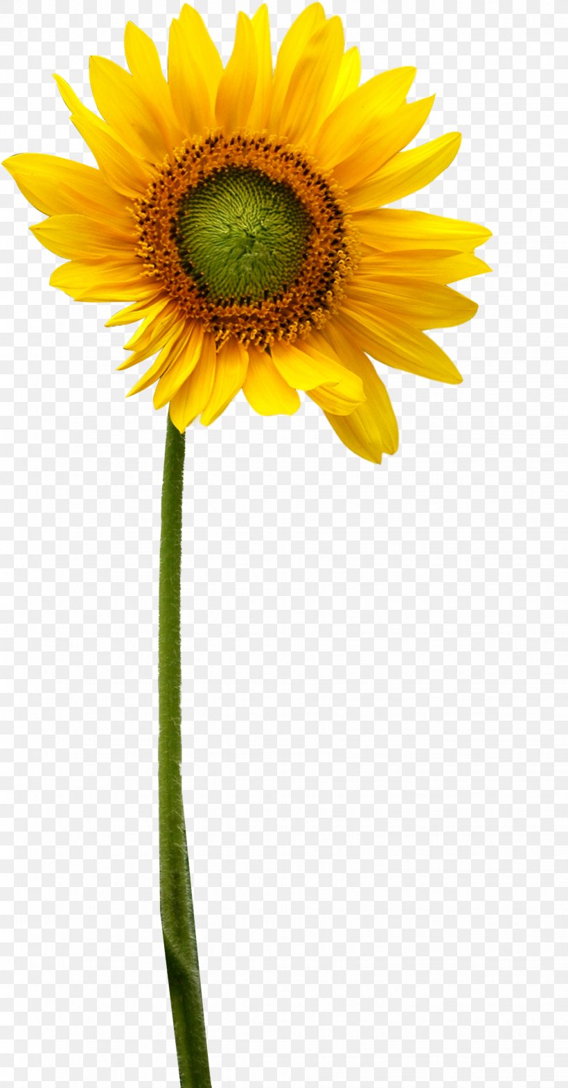 Common Sunflower, PNG, 1738x3329px, Common Sunflower, Asterales, Cut Flowers, Daisy, Daisy Family Download Free