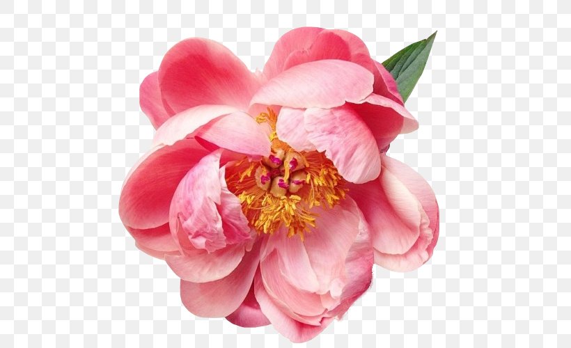 Flower Painting Floral Design Clip Art, PNG, 500x500px, Flower, Art, Blog, Blossom, Blume Download Free