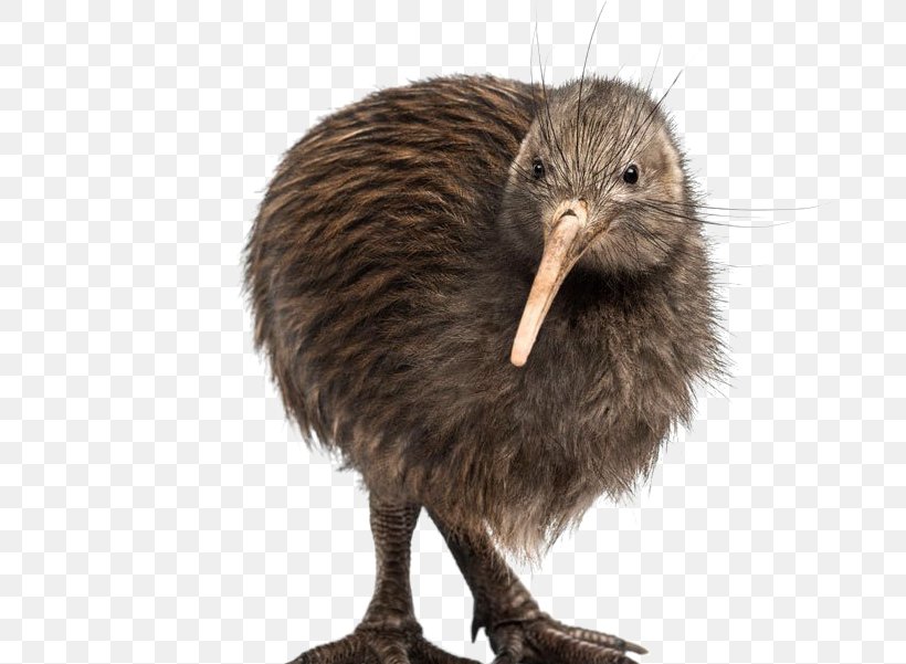 Kiwi Bird, PNG, 713x601px, Bird, Animal, Beak, Common Ostrich, Emu Download Free