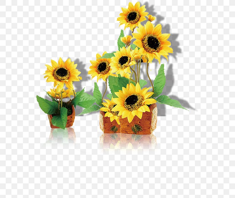 Common Sunflower Computer File, PNG, 569x691px, Common Sunflower, Artificial Flower, Cut Flowers, Daisy Family, Floral Design Download Free