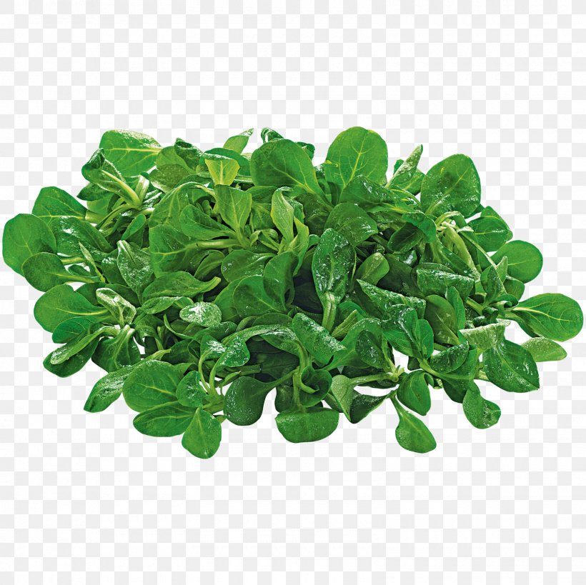 Corn Salad REWE Group Leaf Vegetable Online Grocer, PNG, 1600x1600px, Corn Salad, Basil, Garden Cress, Herb, Herbalism Download Free