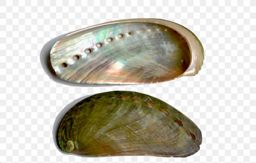 Mussel Clam Abalone Oyster Bivalvia, PNG, 957x611px, Mussel, Abalone, Bivalvia, Clam, Clams Oysters Mussels And Scallops Download Free