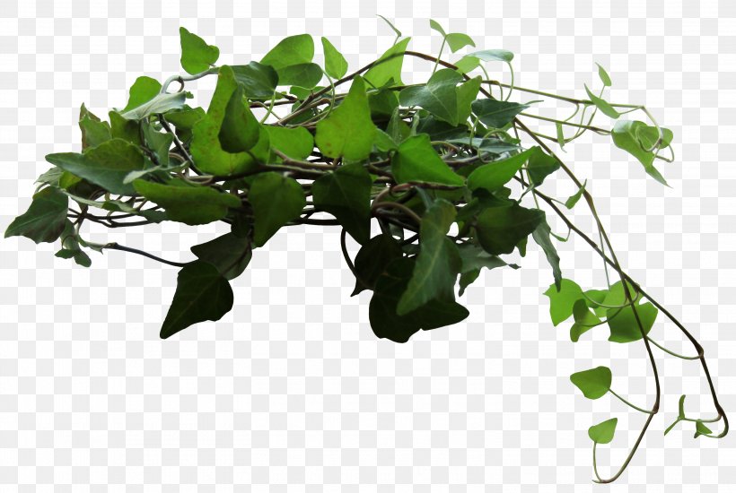 Plant Parthenocissus Tricuspidata, PNG, 3032x2037px, Plant, Branch, Flowerpot, Freeware, Gratis Download Free