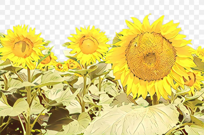 Flowers Background, PNG, 2448x1632px, Cartoon, Annual Plant, Asterales, Coltsfoot, Common Sunflower Download Free