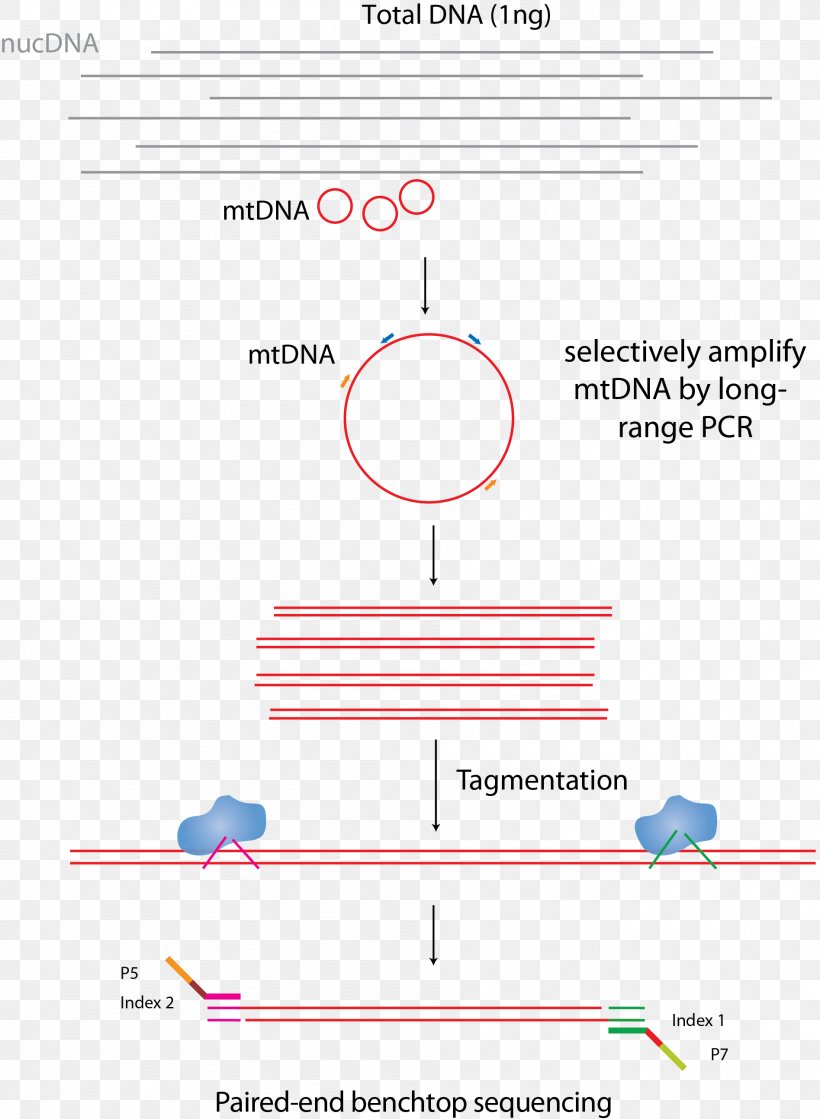 Mitochondrial DNA DNA Sequencing Library MtDNA Control Region, PNG, 1895x2588px, Mitochondrial Dna, Amplicon, Area, Diagram, Dna Download Free