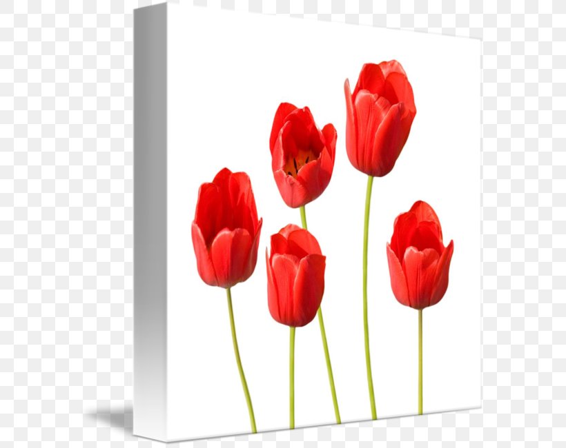 Tulip Flower Desktop Wallpaper Clip Art, PNG, 589x650px, Watercolor, Cartoon, Flower, Frame, Heart Download Free