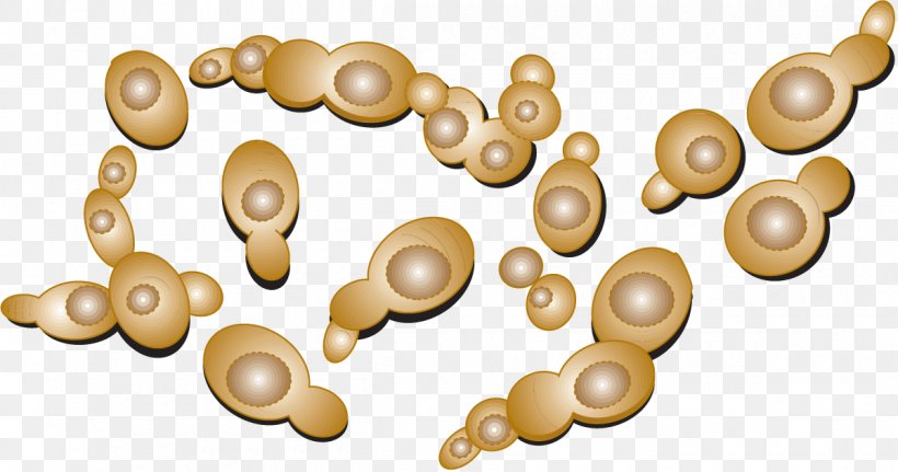 Yeast Microbiology Cell Protoplasm Science, PNG, 1200x631px, Yeast, Biology, Cell, Chemistry, Fungus Download Free