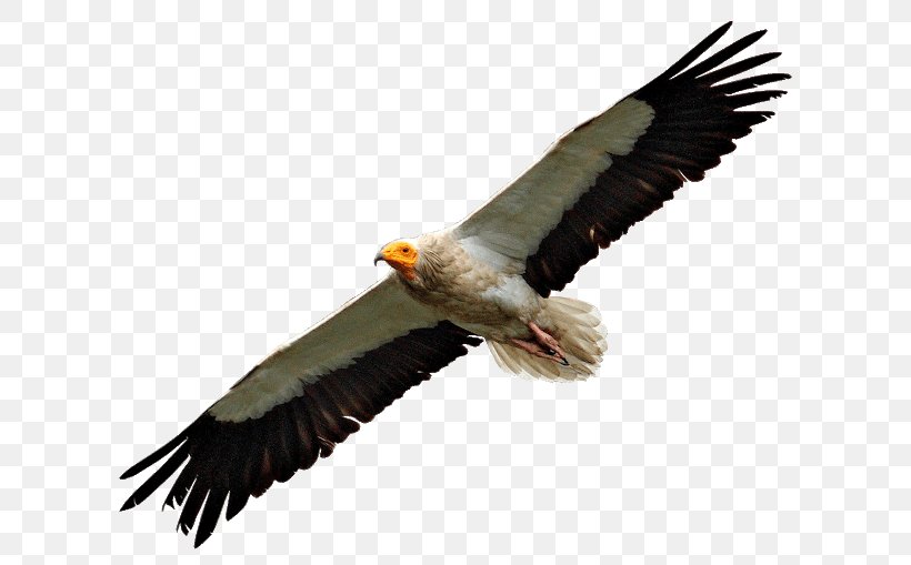Bald Eagle Egyptian Vulture Turkey Vulture Bird Condor, PNG, 640x509px, Bald Eagle, Accipitridae, Accipitriformes, Beak, Bird Download Free