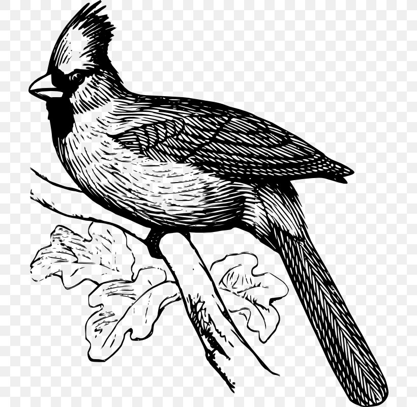 Bird Line Drawing, PNG, 708x800px, Drawing, Art Charcoals, Beak, Bird, Cardinal Download Free