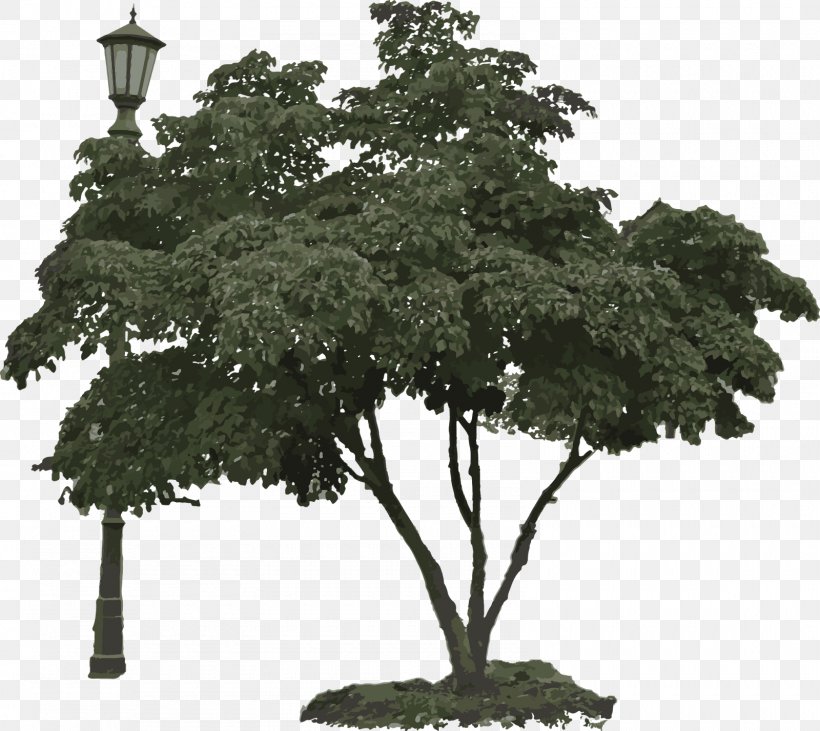 Bonsai Branching, PNG, 1600x1427px, Bonsai, Branch, Branching, Houseplant, Plant Download Free
