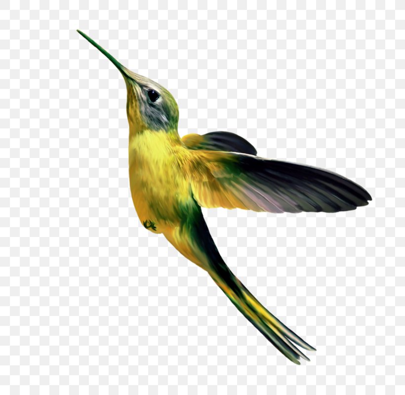Hummingbird Gongbi Parrot 飛翔的小鳥, PNG, 800x800px, Hummingbird, Beak, Bird, Budgerigar, Companion Parrot Download Free