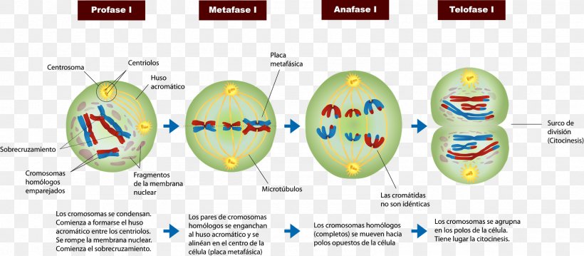 Mitosis And Meiosis Prophase Cell Division Png 1600x702px